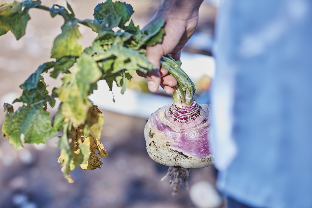 Ruca Malen huerta image
